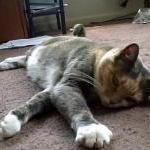 Excuses, Laws, and Homeless Cats by Scott Van Valkenburg