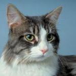 How long do cats and dogs live? by Dr. Barry Kipperman