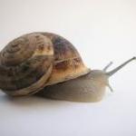 Happy Trails, Brookstone Snails by Guest Blogger