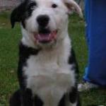 Redemption for Rocky by Guest Blogger