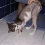 Man Abandons Cat at PETA; Is Charged and Convicted by Guest Blogger
