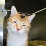 Prime Victory! Robert 'Retired' From Experiments at University of Utah by Guest Blogger