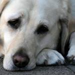Why People Abandon Animals by Lisa Towell