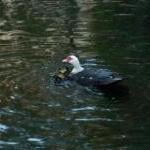 ducks5