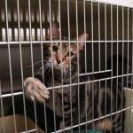 Victory: Utah Ends Mandatory Cat and Dog Pound Seizures by Guest Blogger