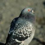 Pigeons: Good Neighbors by Ingrid Newkirk