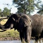 Elephants Have Lost a Great Friend by Guest Blogger