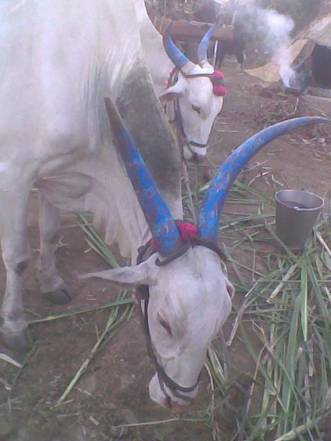 indian bullocks