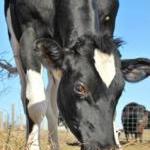 PETA Undercover Investigations Update: Jerry and Peter by Guest Blogger