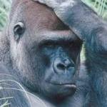 Are We Really That Special by Lisa Towell