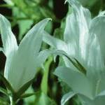 Many Lilies Are Toxic to Felines