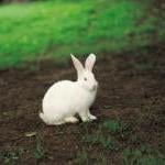 Easter Bunny? Rescue, Don't Buy by Michele Rivera