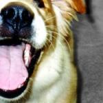 Companion Animal Dental Care by Guest Blogger