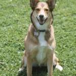 Keeping Your Pooch Safe in the Garden by Elizabeth Bublitz