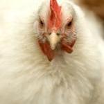 KFC's 'pink buckets' are a recipe for cancer by Guest Blogger