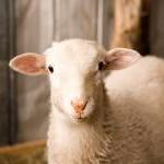 What's wrong with wool? by Steve Martindale