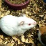 Pet stores keep cruel animal trade alive by Guest Blogger