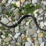 fake-snake21