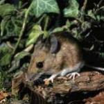 The First Animal Rights Poem? by Guest Blogger
