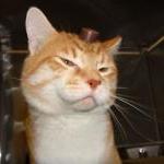Animal Suffering In Laboratories: A Failure To Care by Guest Blogger