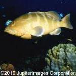 Is There Something Fishy About Fish Oil? by Alisa Mullins