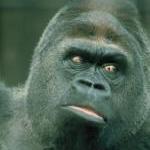 Prime Inspirations: Helping Great Apes by Guest Blogger