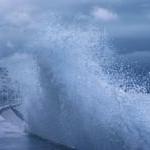 Help Animals Weather a Wicked Hurricane Season by Guest Blogger