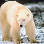 Stop the Spread of Zoo Zombies by Guest Blogger