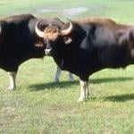 Victory for Bulls: Catalonia Bans Bullfighting! by Guest Blogger