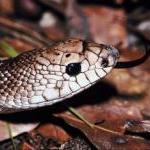 PETCO's "Rally for Reptiles" Really Slimy by Scott VanValkenburg