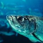 Get Hooked on Compassion, Not Fishing by Guest Blogger