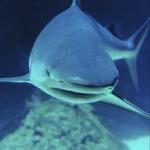 Why Every Week Is Shark Week by Guest Blogger