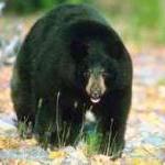 Prime Action Alert: Help Us Stop the Bear Slaughter! by Steve Martindale