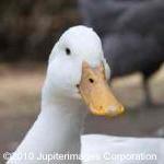 Is There Such a Thing as 'Halal' Foie Gras? by Guest Blogger