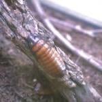 Be Kind to Cockroaches by Guest Blogger