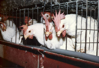 chicken12