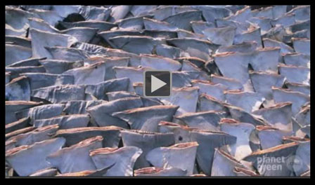sharkfins