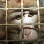 PETA's first undercover investigation.