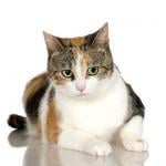 Common Superstitions and Myths About Animals by Michelle Rivera