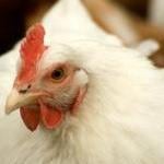 Who Are You Calling 'Bird Brain'? by Alisa Mullins