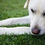 Animal Experiments at SPCA of Wake County by Guest Blogger