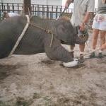 baby_elephant