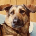 How to Keep Your Dogs Safe From Psychopaths by Guest Blogger