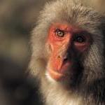 Victory! Massive Monkey Prison Kicked Out of Puerto Rico City by Guest Blogger