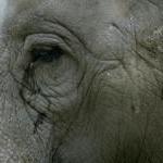 U.K.'s Oldest Circus Goes Animal-Free! by Guest Blogger