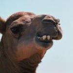 Camelvicious by Guest Blogger