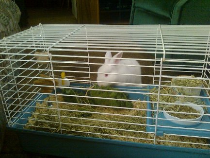 bunny-after