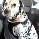 Does Your Pooch Buckle Up? by Guest Blogger