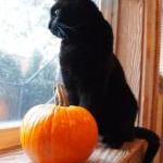 halloween-kitty