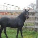 Protest Saves Horse From Slaughter by Guest Blogger